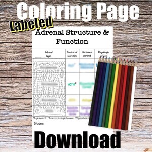 Página para colorear de anatomía de la estructura y función suprarrenal - ETIQUETADA - Descarga digital Diagrama de anatomía renal Hoja de trabajo de anatomía Notas de estudio para estudiantes
