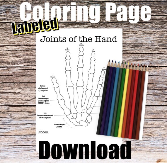 Joints of Hand Anatomy Coloring Page- LABELED- Digital Download DIP PIP Anatomy Diagram Anatomy Worksheet Nurse Student Study Guide Anatomy