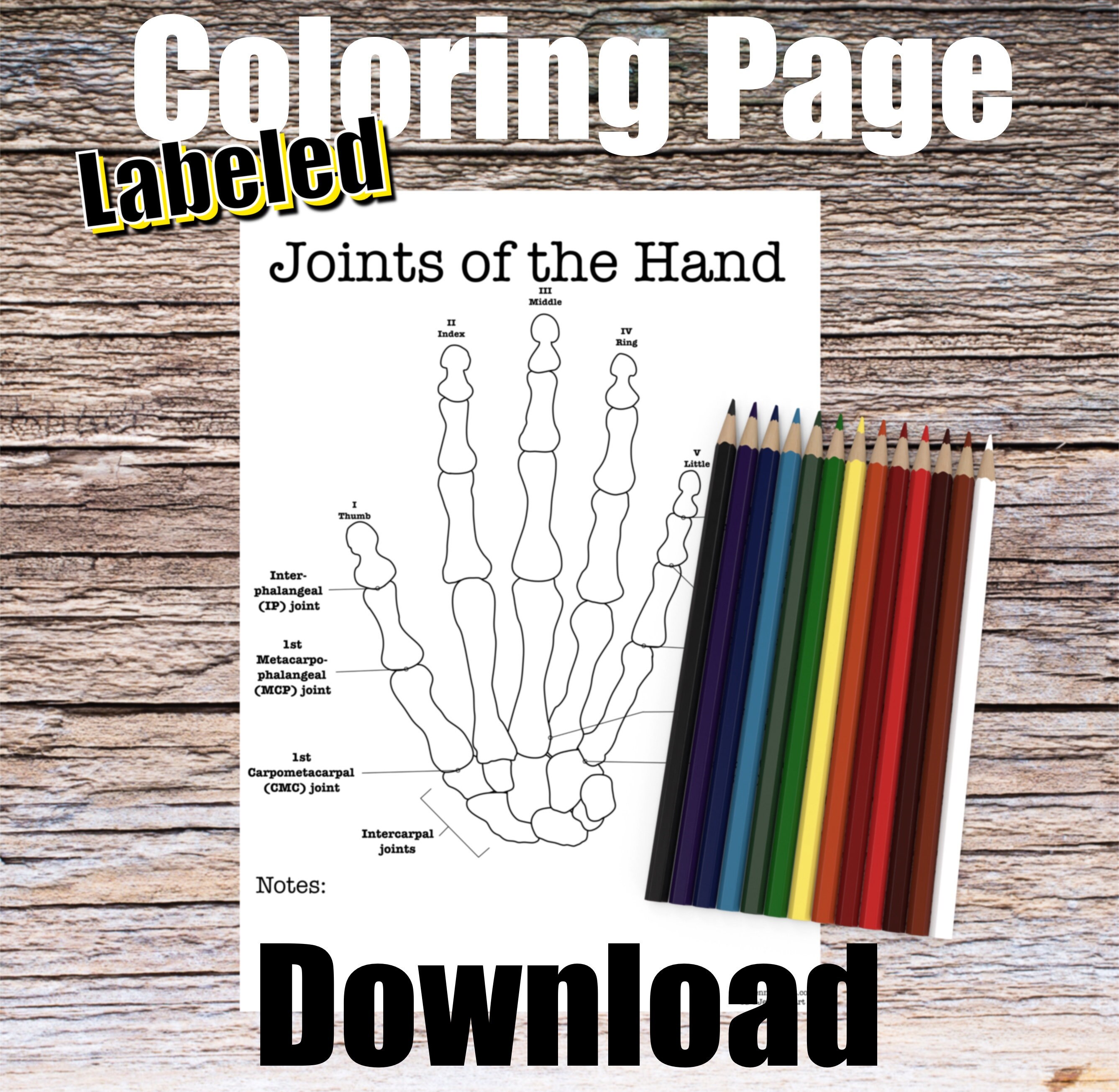 Joints of Hand Anatomy Coloring Page LABELED Digital Download DIP PIP