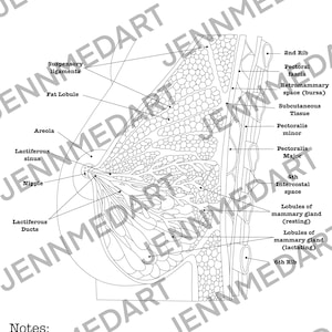 Breast Anatomy Coloring Page- LABELED- Digital Download Mammary Anatomy ...