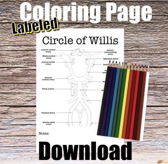 Circle of Willis Anatomy Coloring Page- LABELED- Digital Download Brain Anatomy Diagram Anatomy Worksheet Student Study Guide Anatomy Art