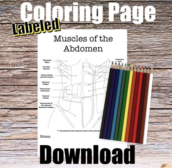 Abdominal Muscle Anatomy Coloring Page- LABELED- Digital Download Ab Anatomy Diagram Anatomy Worksheet Med NP RN Student Study Guide Anatomy