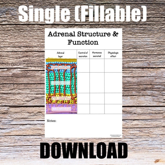Adrenal Structure & Function Anatomy Worksheet- Single FILLABLE- Digital Download Human Anatomy Notes Learning Medical Poster Med Student