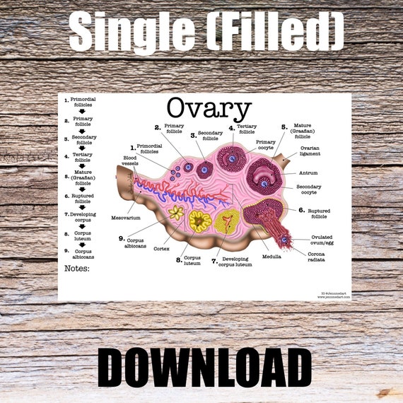 Ovary Anatomy Worksheet- Single FILLED- Digital Download Human Anatomy Chart Anatomy Art Learning Anatomy Medical Poster Med Student