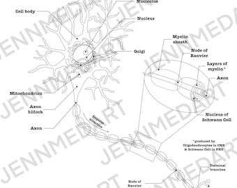 Unlabeled Multi Neuron Neuron Diagram Unlabeled