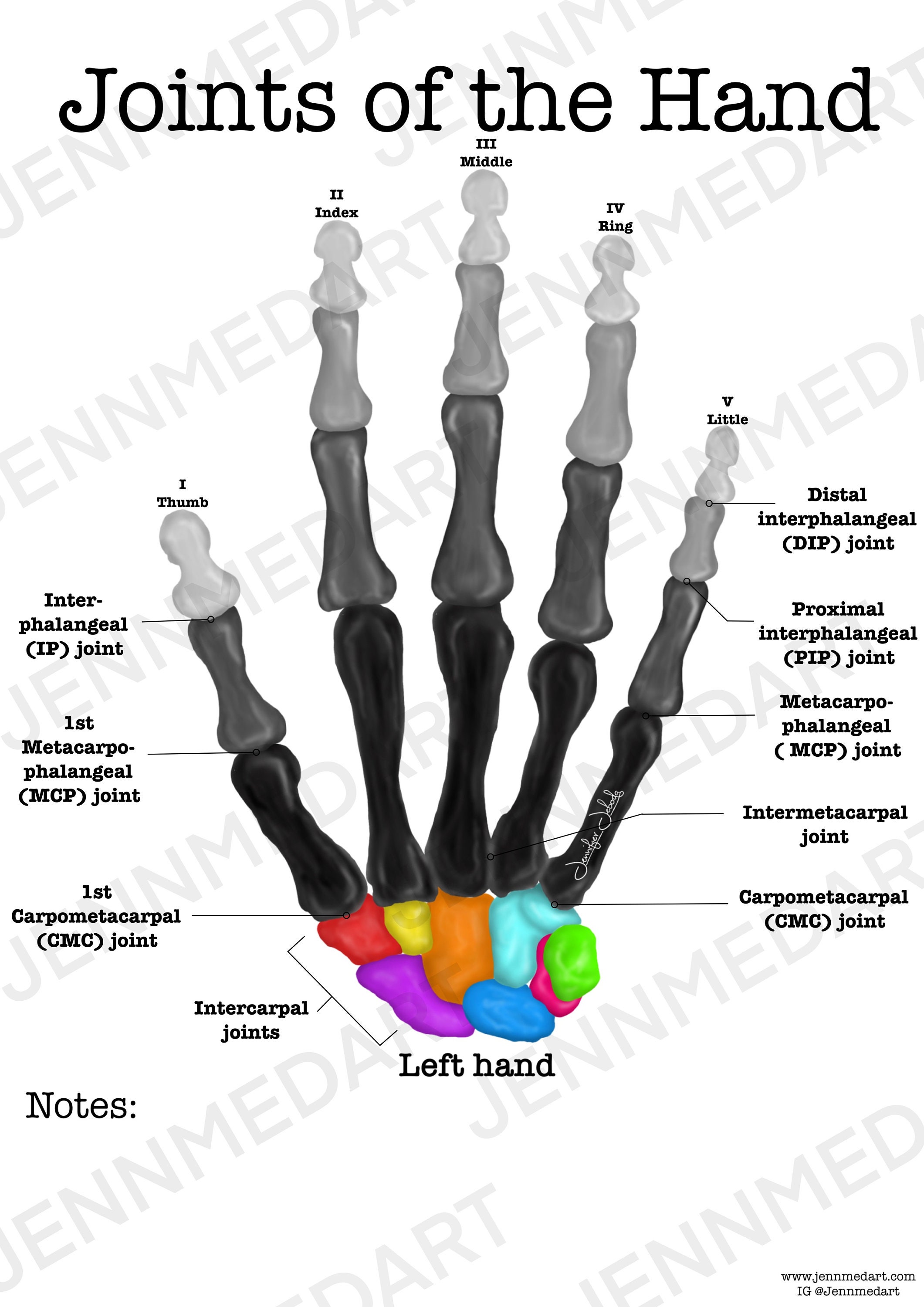 Joints of the Hand Anatomy Worksheet, 3-in-1 Set A Labeled Coloring Page