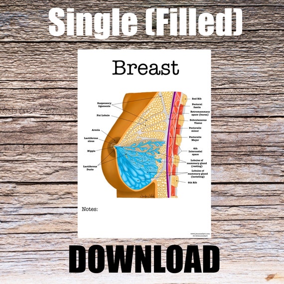 Breast Anatomy Worksheet- Single FILLED- Digital Download Human Anatomy Chart Anatomy Art Learning Anatomy Medical Poster Med Student