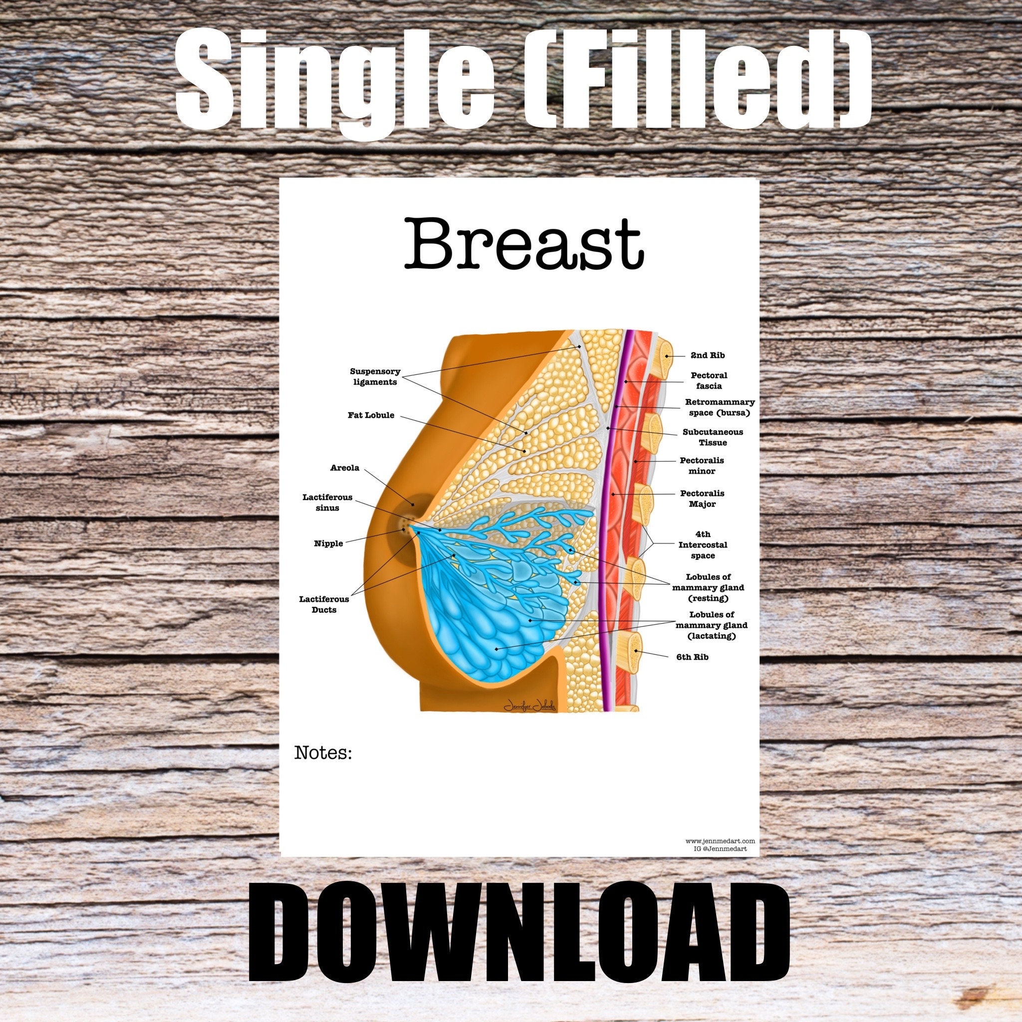 Breast Anatomy Worksheet Single FILLED Digital Download Human