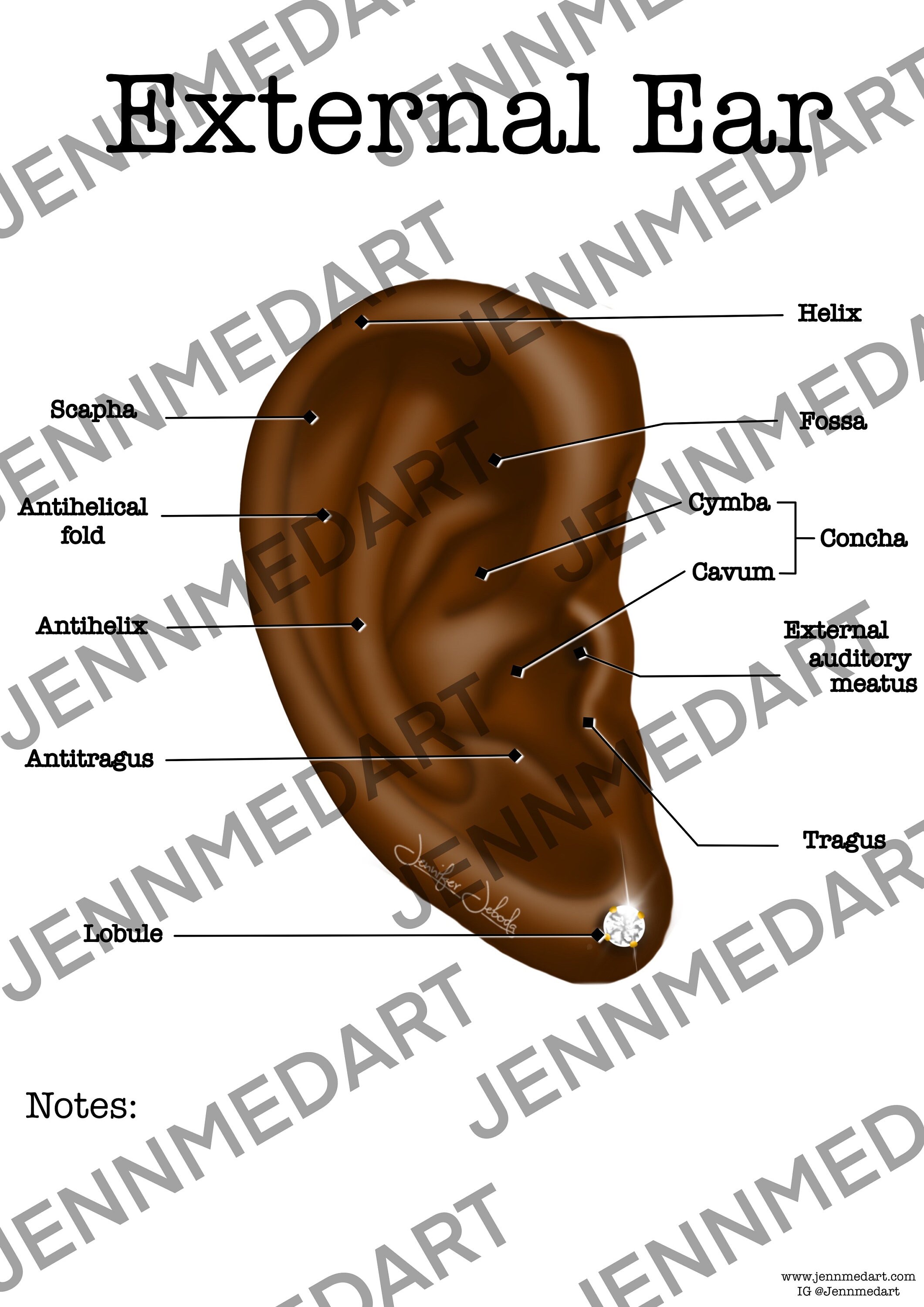External Ear Anatomy Worksheet Single FILLED Digital Download Human