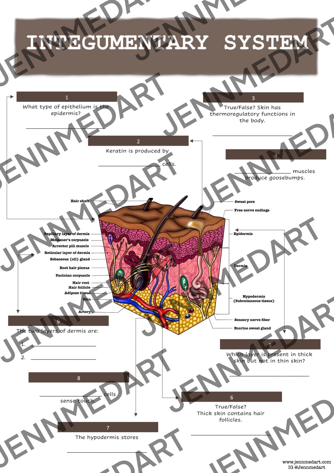 Integumentary System Anatomy QUIZ Worksheet + Answers - Digital