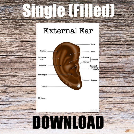 External Ear Anatomy Worksheet- Single FILLED- Digital Download Human Anatomy Chart Anatomy Art Learning Anatomy Medical Poster Med Student