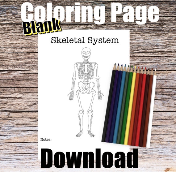 Skeletal System Anatomy Coloring Page- BLANK- Digital Download Skeleton Anatomy Diagram Anatomy Worksheet RN Orthopedic Student Study Guide