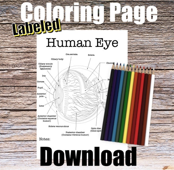 Human Eyeball Anatomy Coloring Page- LABELED- Digital Download Eye Anatomy Diagram Anatomy Worksheet RN PA Ophthalmology Student Study Notes