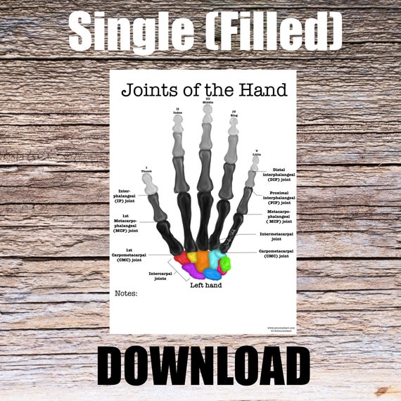 Joints of the Hand Anatomy Worksheet- Single FILLED- Digital Download Human Anatomy Chart Art Learning Anatomy Medical Poster Med Student