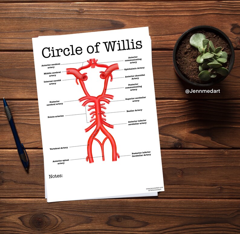 Circle Of Willis Anatomy Coloring Page Blank Digital - vrogue.co