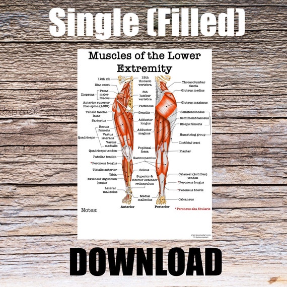 Muscles of the Lower Extremity Anatomy Worksheet- Single FILLED- Digital Download Human Anatomy Chart Learn Anatomy Medical Poster Student