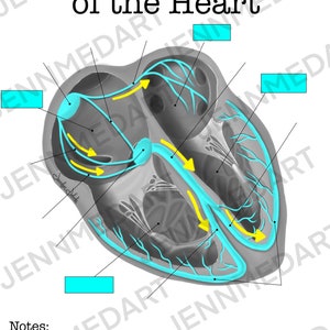 Conduction System of the Heart Anatomy Worksheet- Single FILLABLE ...