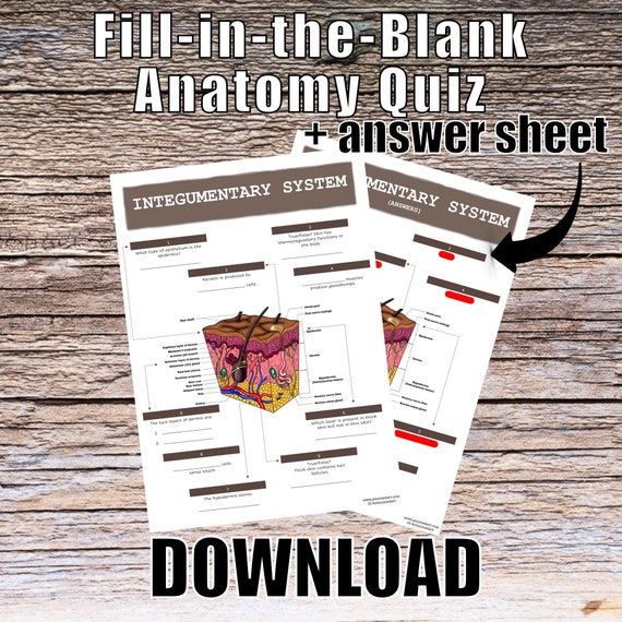 Integumentary System Anatomy QUIZ Worksheet + Answers - Digital Download Printable Anatomy Worksheet RN Science Biology Student Study Notes