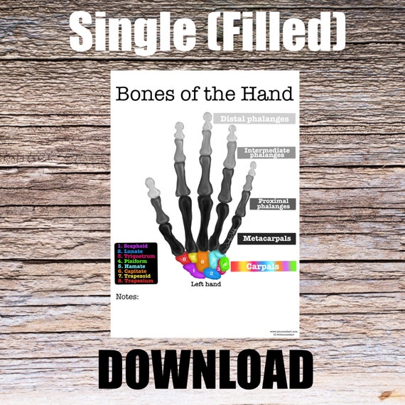 Bones of the Hand Anatomy Worksheet- Single FILLED- Digital Download Human Anatomy Chart Art Learning Anatomy Medical Poster Med Student