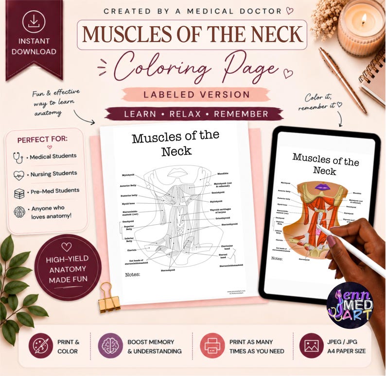 Muscles of the Neck Coloring Page | Labeled | Neck Anatomy Study Guide ...