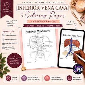 May include: Anatomy coloring page titled "Inferior Vena Cava" with labeled diagrams. The image includes a printed version and a digital tablet showing a colored version. Text includes "Learn, Relax, Remember" and "Print & Color".