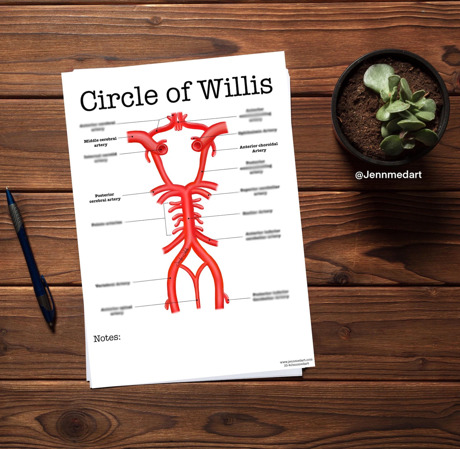 Circle of Willis Review Guide | Labeled | Brain Blood Supply Study ...