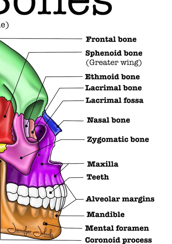 Cranial Bones Review Guide | Labeled | Skull Anatomy Study Sheet