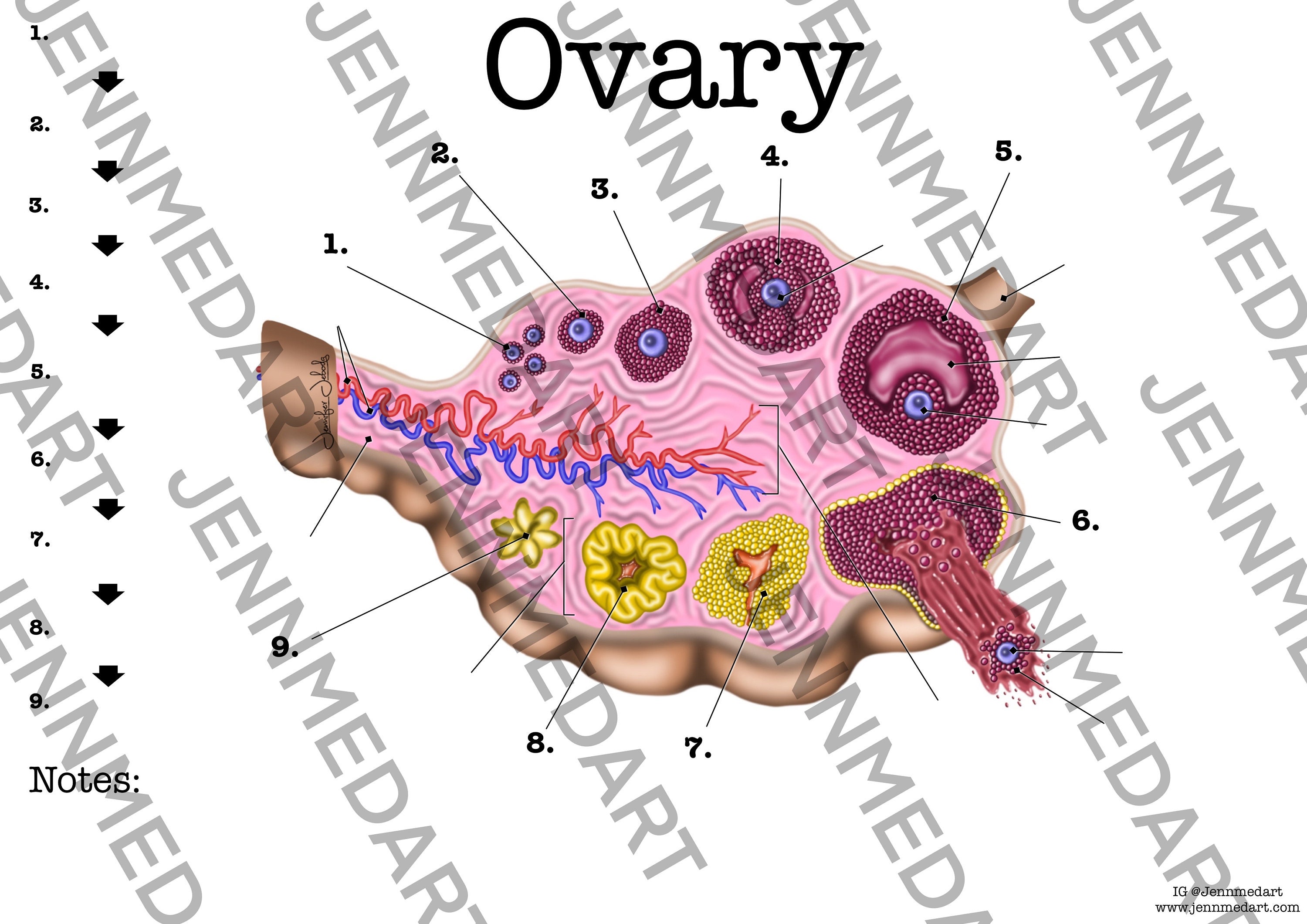 Ovary Anatomy Worksheet Single FILLABLE Digital Download Human