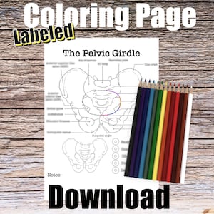 Pelvic Girdle Bones Anatomy Coloring Page-LABELED- Digital Download Muscle Anatomy Diagram Anatomy Worksheet Nurse Student Study Guide Art