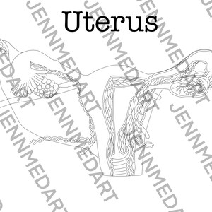 Uterus Anatomy Coloring Page BLANK Digital Download Womb - Etsy