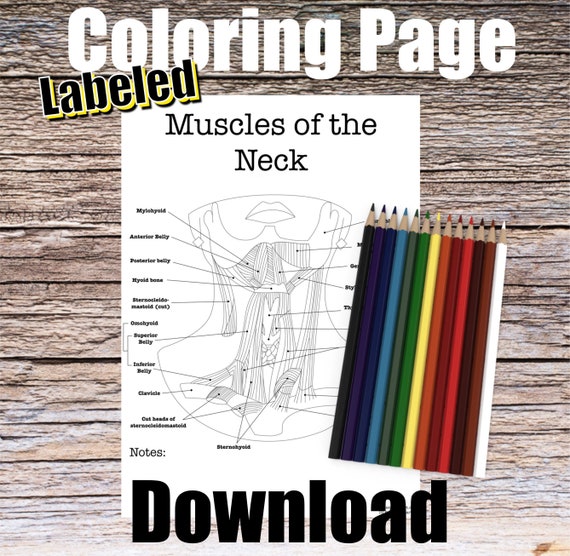 Muscles of the Neck Anatomy Coloring Page- LABELED- Digital Download Throat Diagram Anatomy Worksheet Med RN PA Science Student Study Notes