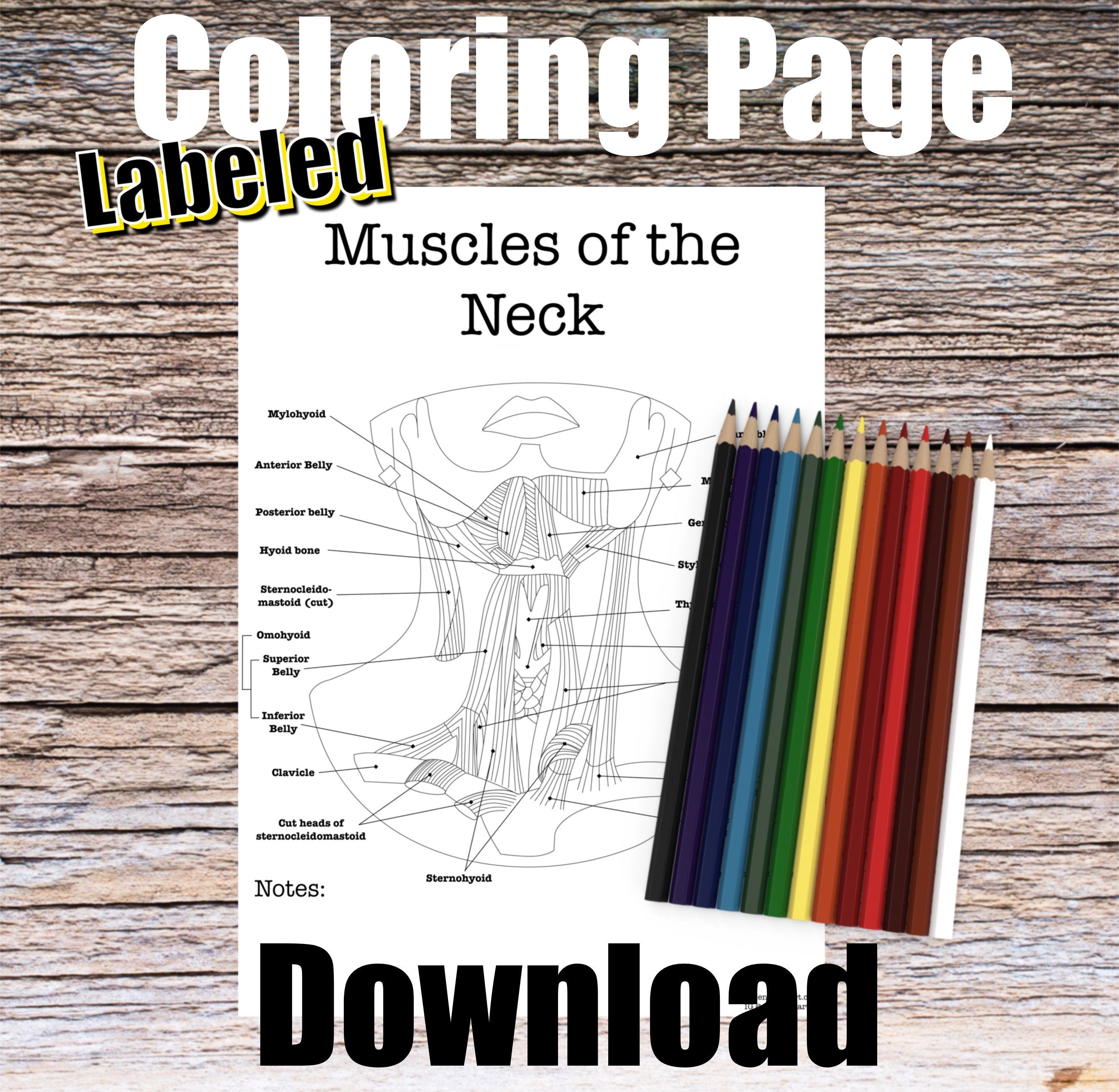 Muscles of the Neck Anatomy Coloring Page- LABELED- Digital Download