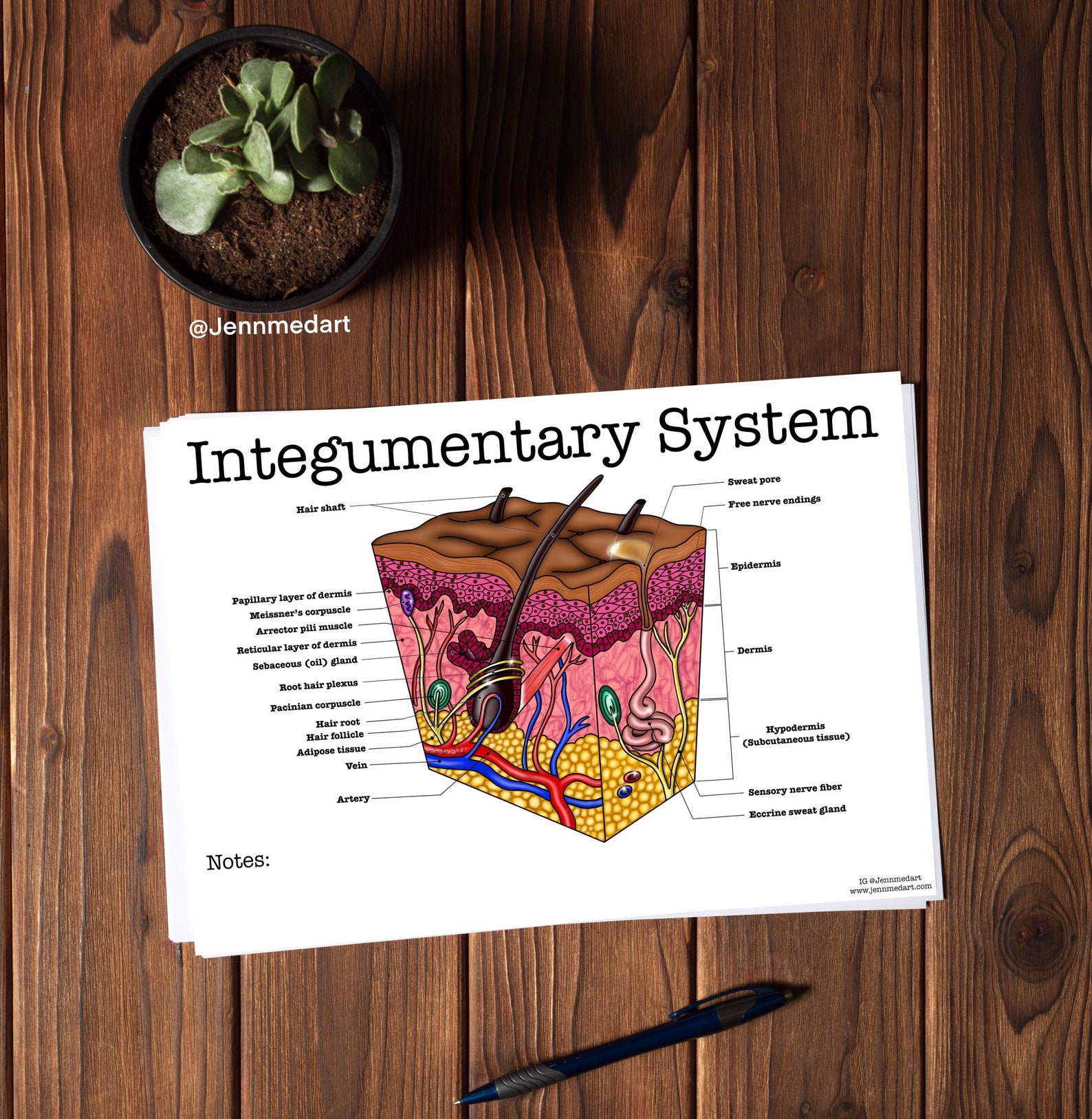 Integumentary System Coloring page BLANK | Etsy