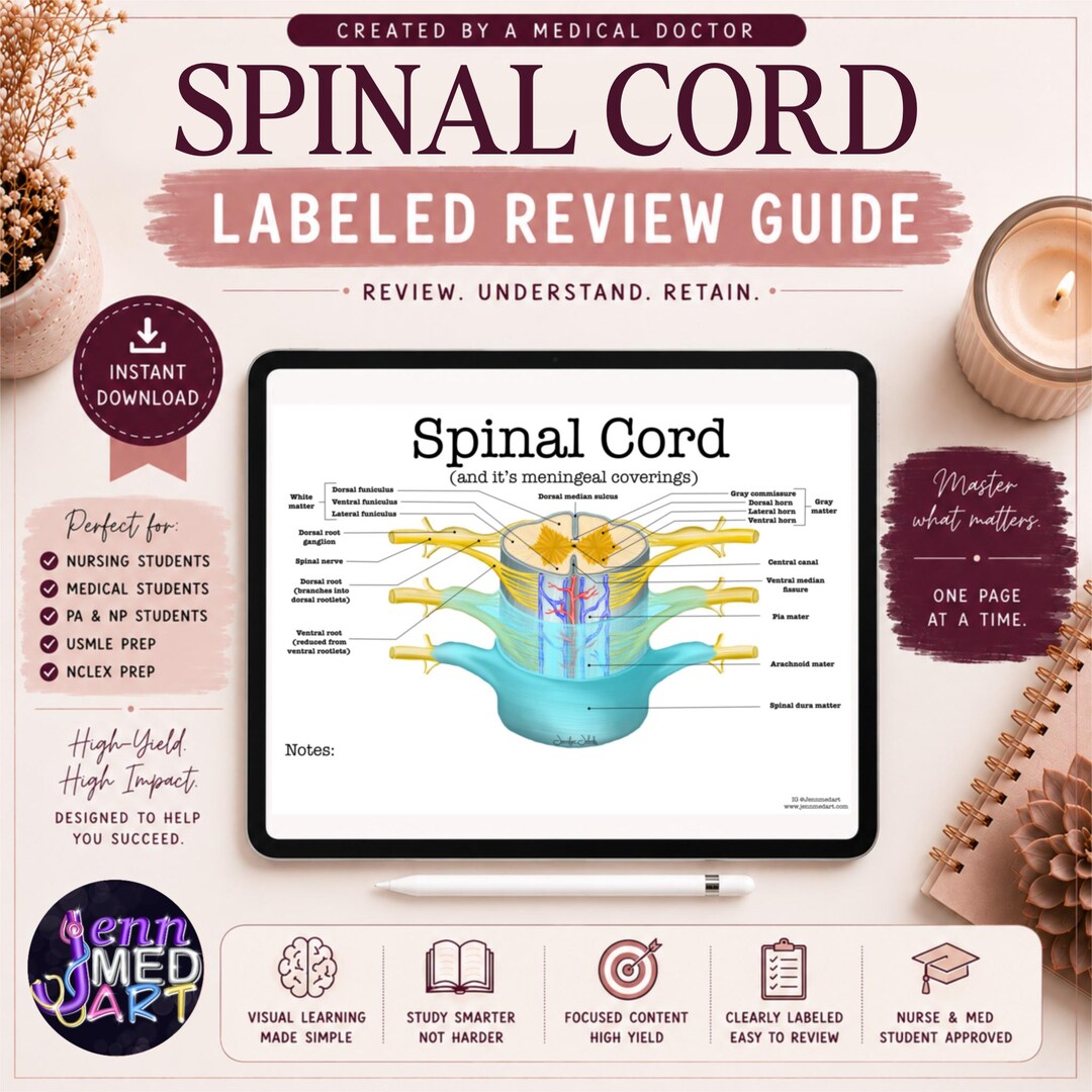 Spinal Cord Review Guide | Labeled | Nervous System Study Sheet ...