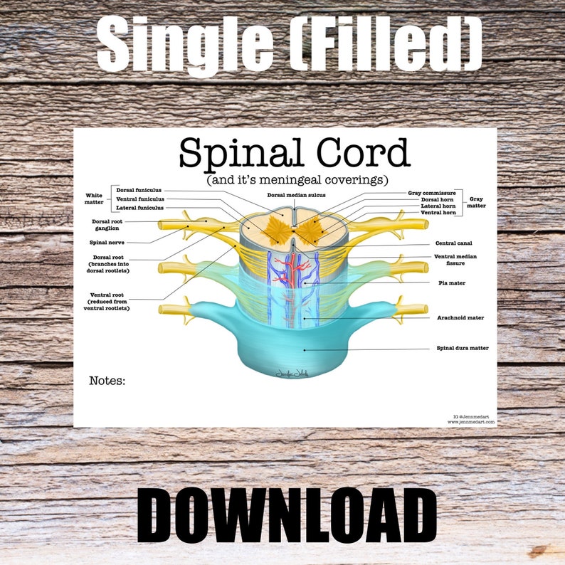 Spinal Cord Anatomy Worksheet Single FILLED Digital