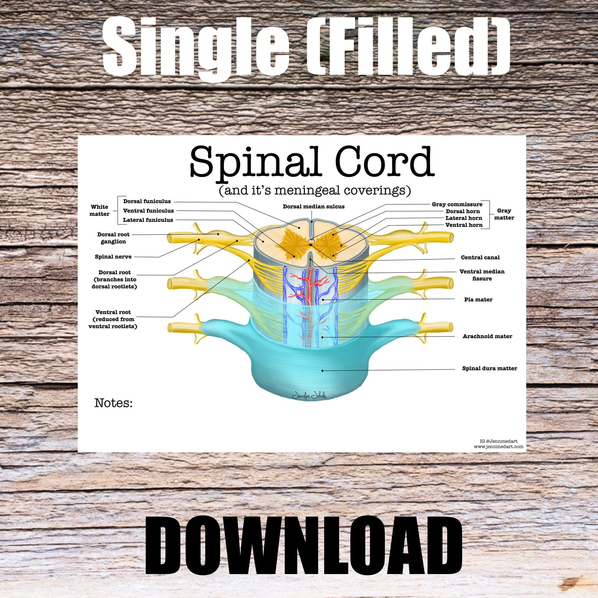 Unlock Your Brain:  Art Based Learning For Spinal Cord Anatomy - mzcziy4