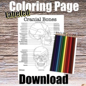 Página para colorear de la anatomía de los huesos del cráneo - ETIQUETADA - Descarga digital Diagrama de anatomía del cráneo Hoja de trabajo de anatomía Guía de estudio para estudiantes de medicina Arte de anatomía
