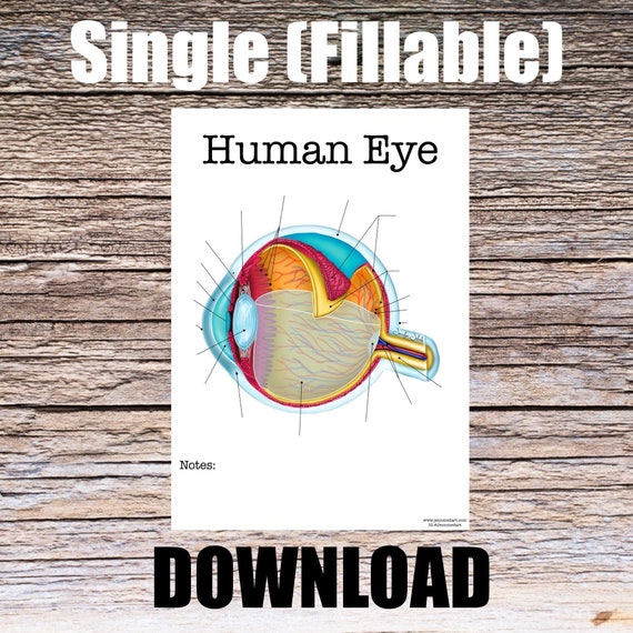 Human Eye Anatomy Worksheet- Single FILLABLE- Digital Download Human Anatomy Notes Anatomy Art Learning Anatomy Medical Poster Med Student