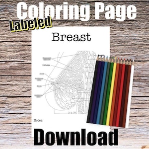 Breast Anatomy Coloring Page- LABELED- Digital Download Mammary Anatomy Diagram Anatomy Worksheet Med RN PA Science Student Study Notes