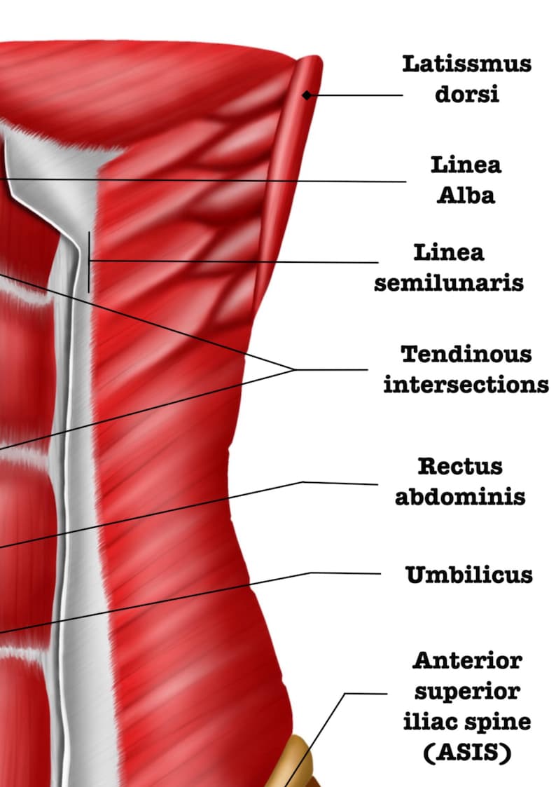 Abdominal Muscle Review Guide | Labeled | Core Anatomy Study Sheet ...