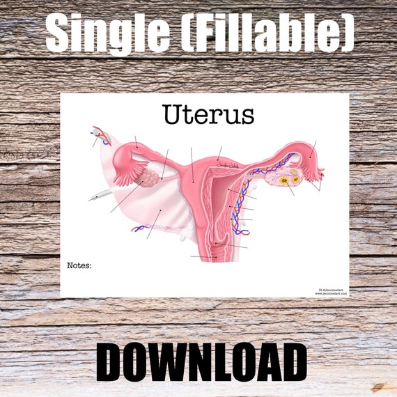 Uterus Anatomy Worksheet- Single FILLABLE- Digital Download Human Anatomy Notes Anatomy Art Learning Anatomy Medical Poster Med Student