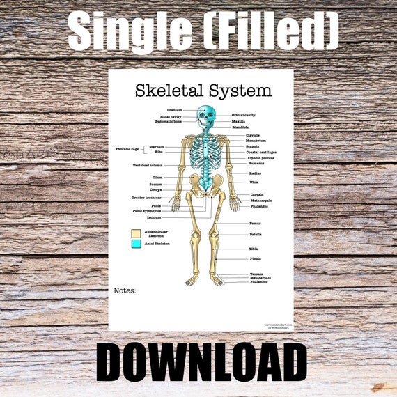 Skeletal System Anatomy Worksheet- Single FILLED- Digital Download Human Anatomy Notes Anatomy Art Learning Anatomy Medical Poster Student