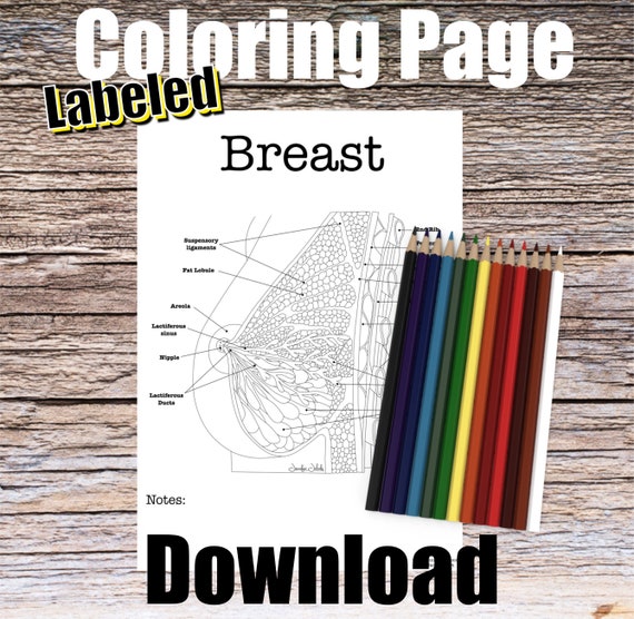 Breast Anatomy Coloring Page- LABELED- Digital Download Mammary Anatomy Diagram Anatomy Worksheet Med RN PA Science Student Study Notes