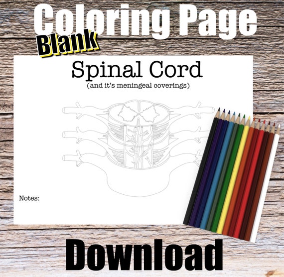 Spinal Cord Anatomy Coloring Page- BLANK- Digital Download Nervous System Anatomy Diagram Anatomy Worksheet Med Nurse PA Student Study Guide