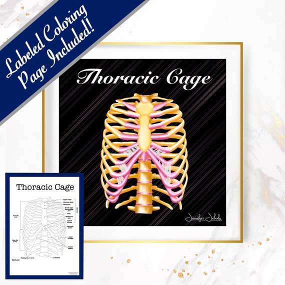 Thoracic Cage - 30x30, Digital Download Cardiothoracic Gift Surgeon Gift Doctor's Office Poster Ribcage Art Human Skeletal Anatomy Wall Art