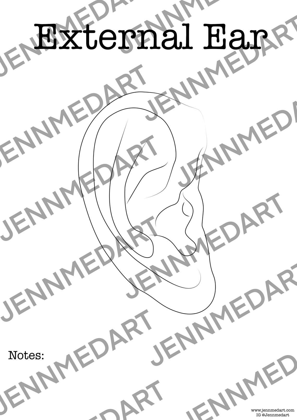 External Ear Anatomy Coloring Page- BLANK- Digital Download Auricle ...