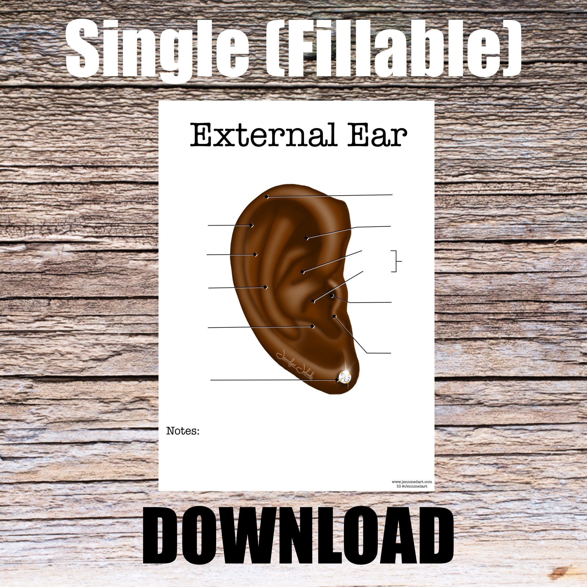 External Ear Anatomy Worksheet- Single FILLABLE- Digital Download Human ...