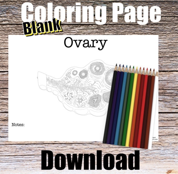 Ovary Anatomy Coloring Page- BLANK- Digital Download Female Reproductive System Anatomy Diagram Anatomy Worksheet Med Student Study Guide