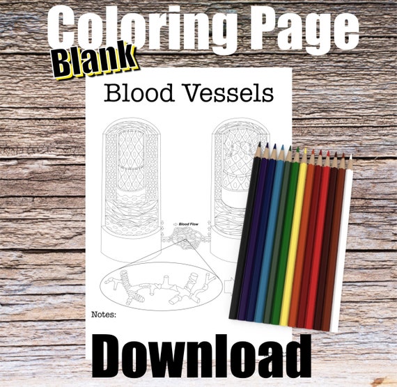 Blood Vessel Anatomy Coloring Page- BLANK- Digital Download Artery Vein Anatomy Diagram Anatomy Worksheet Med RN Student Study Guide Anatomy