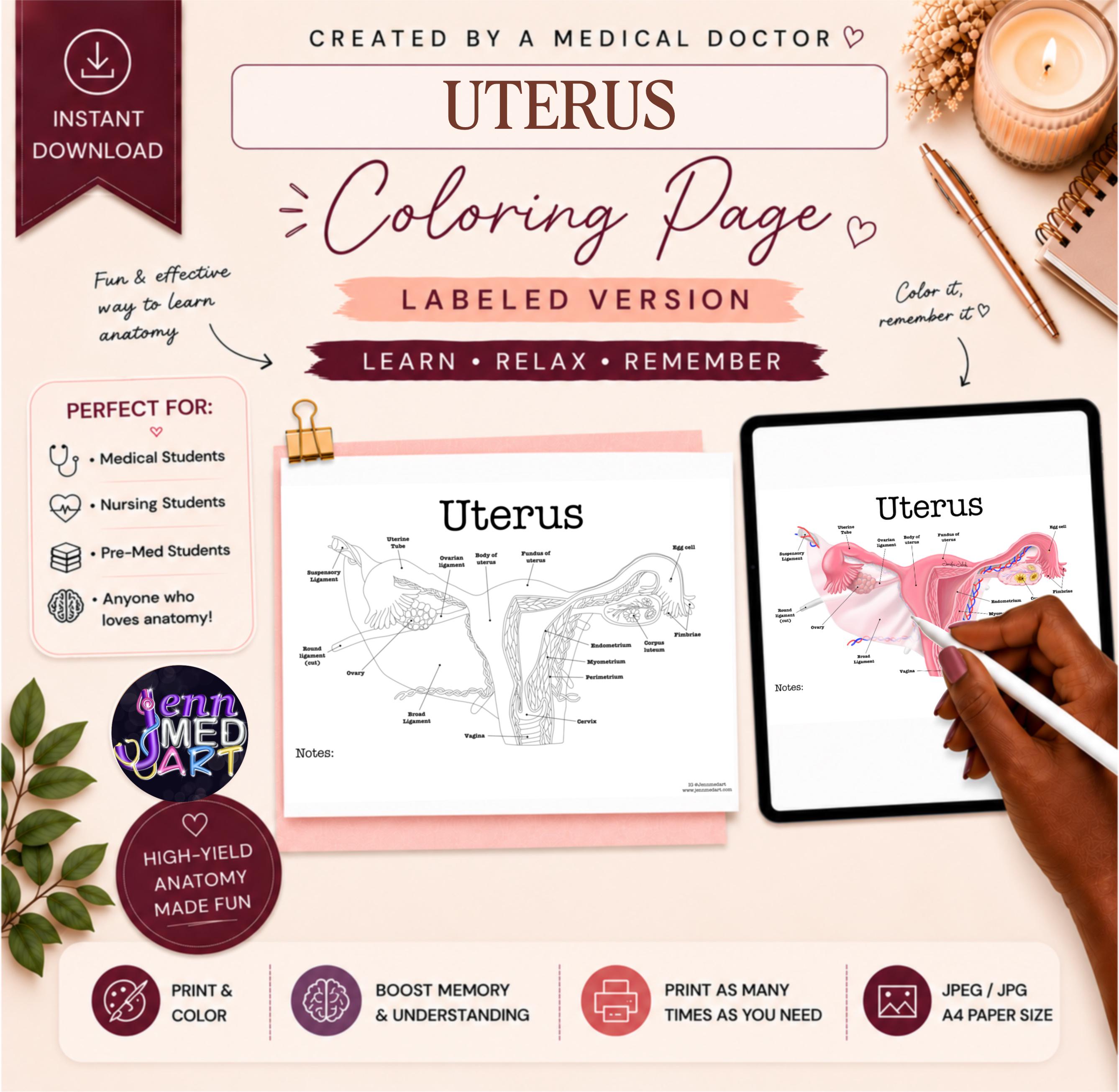 Uterus Anatomy Coloring Page | Labeled | Female Reproductive Study ...